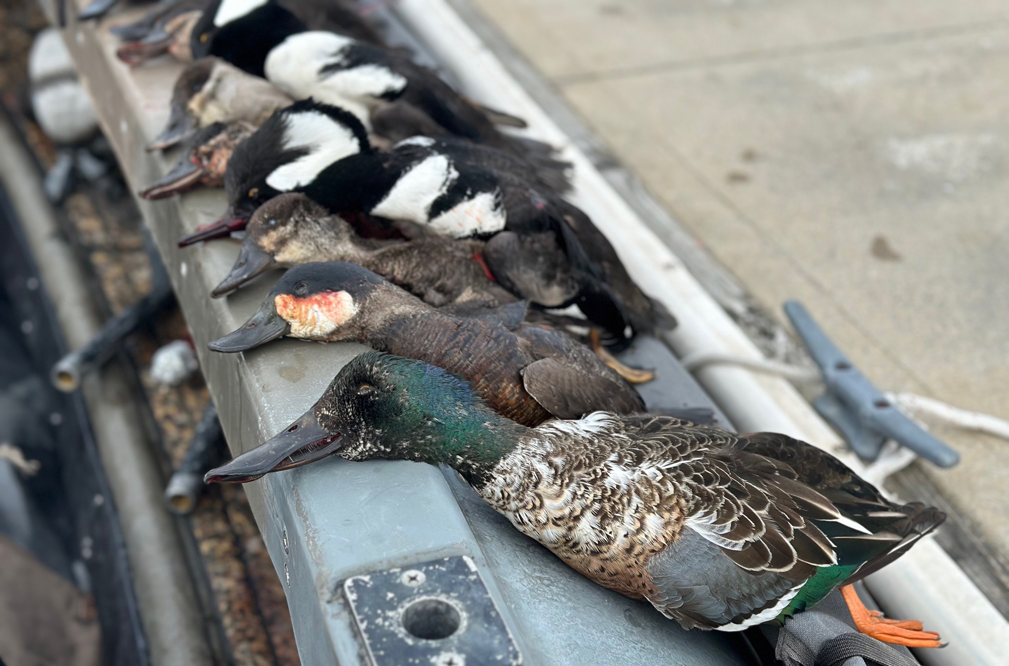 Birds Lined Up